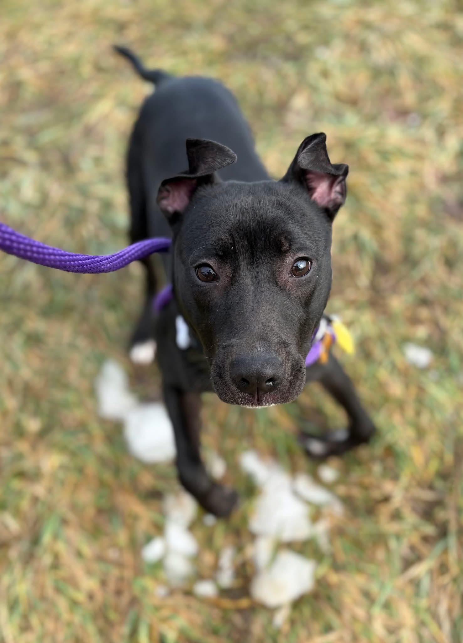 Enlarge Violet, a hold mixed breed in Cleveland, OH image 4/6
