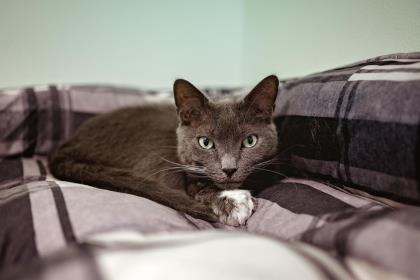 Scarlette, Adoptable, Senior Female Domestic Short Hair & Domestic Short Hair.