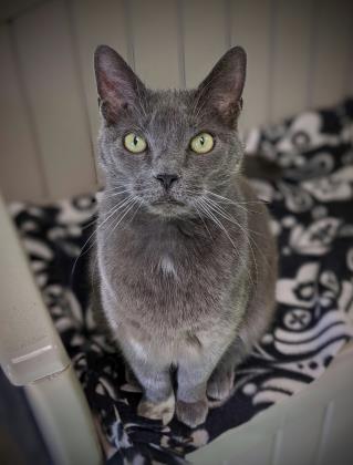 Enlarge Scarlette, a Adoptable mixed breed in Batavia, OH image 2/3