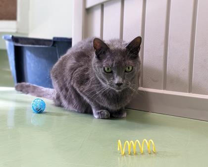 Scarlette — thumbnail 3