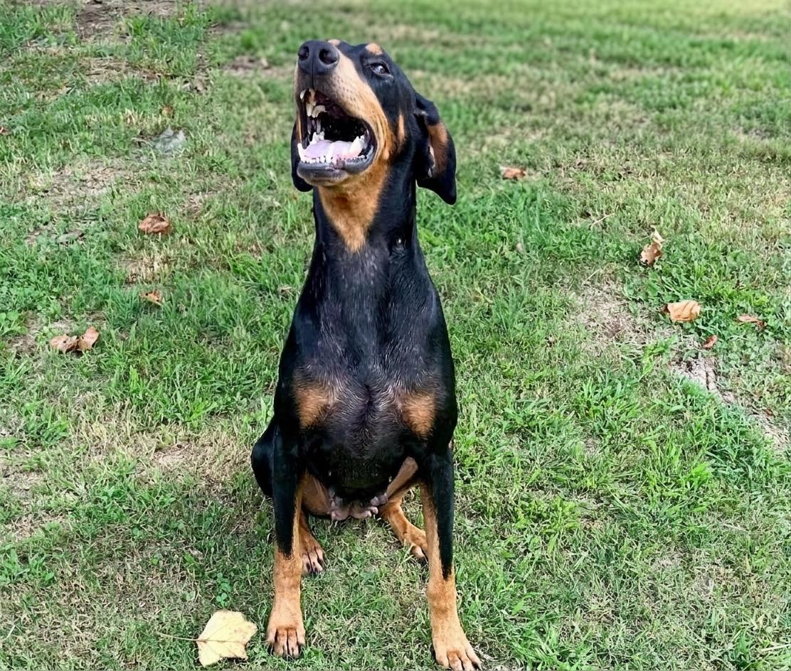 Enlarge Lucy, a Adoptable Doberman Pinscher in Knoxville, TN image 1/1