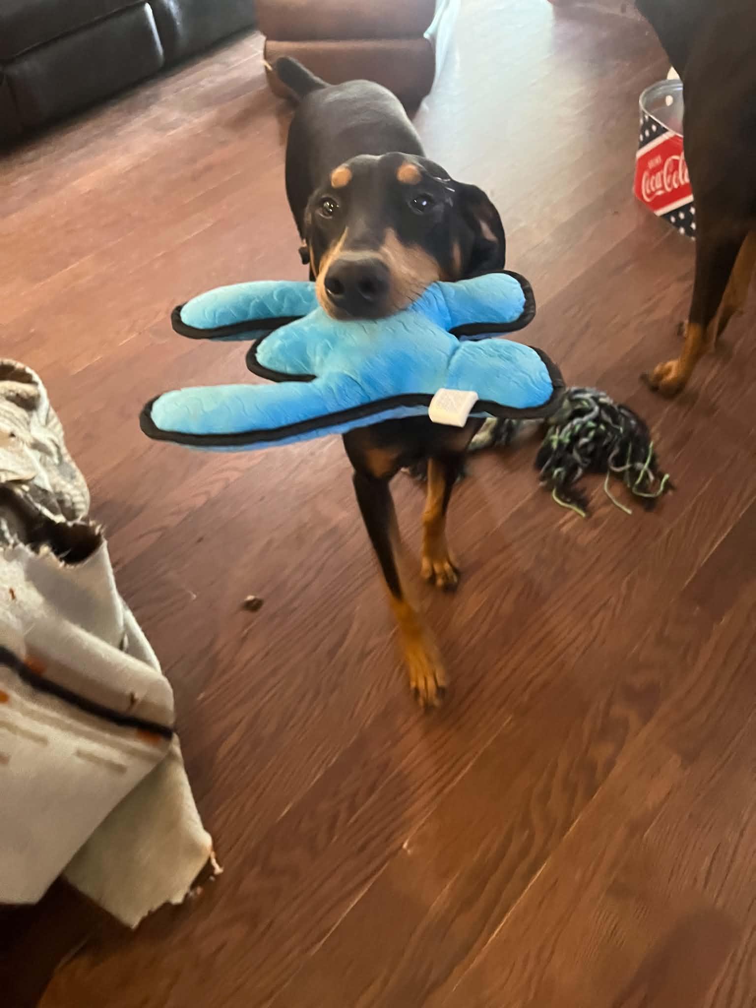 Enlarge Lucy, a Adoptable Doberman Pinscher in Knoxville, TN image 2/3