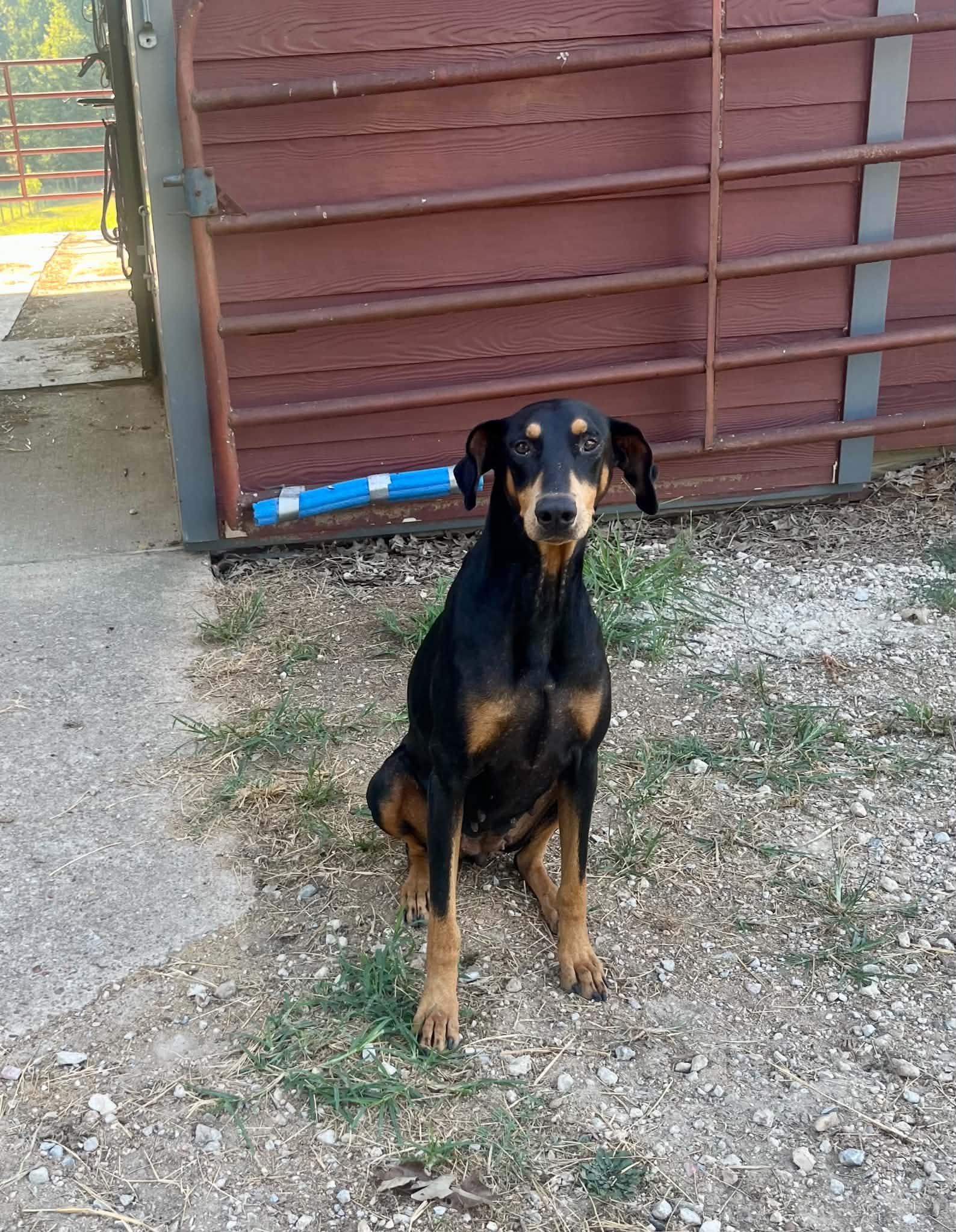 Enlarge Lucy, a Adoptable Doberman Pinscher in Knoxville, TN image 3/3