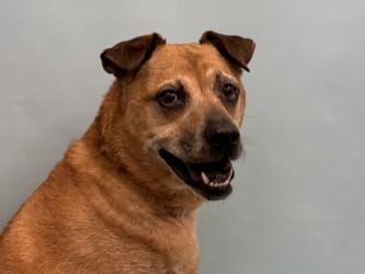 Cooper, Adoptable, Senior Male Boxer & Mixed Breed.