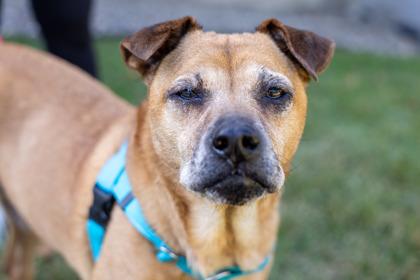 Cooper, Adoptable, Senior Male Boxer & Mixed Breed.