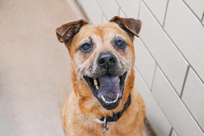 Enlarge Cooper, a Adoptable mixed breed in Golden Valley, MN image 2/3