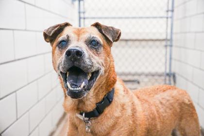 Enlarge Cooper, a Adoptable mixed breed in Golden Valley, MN image 3/3