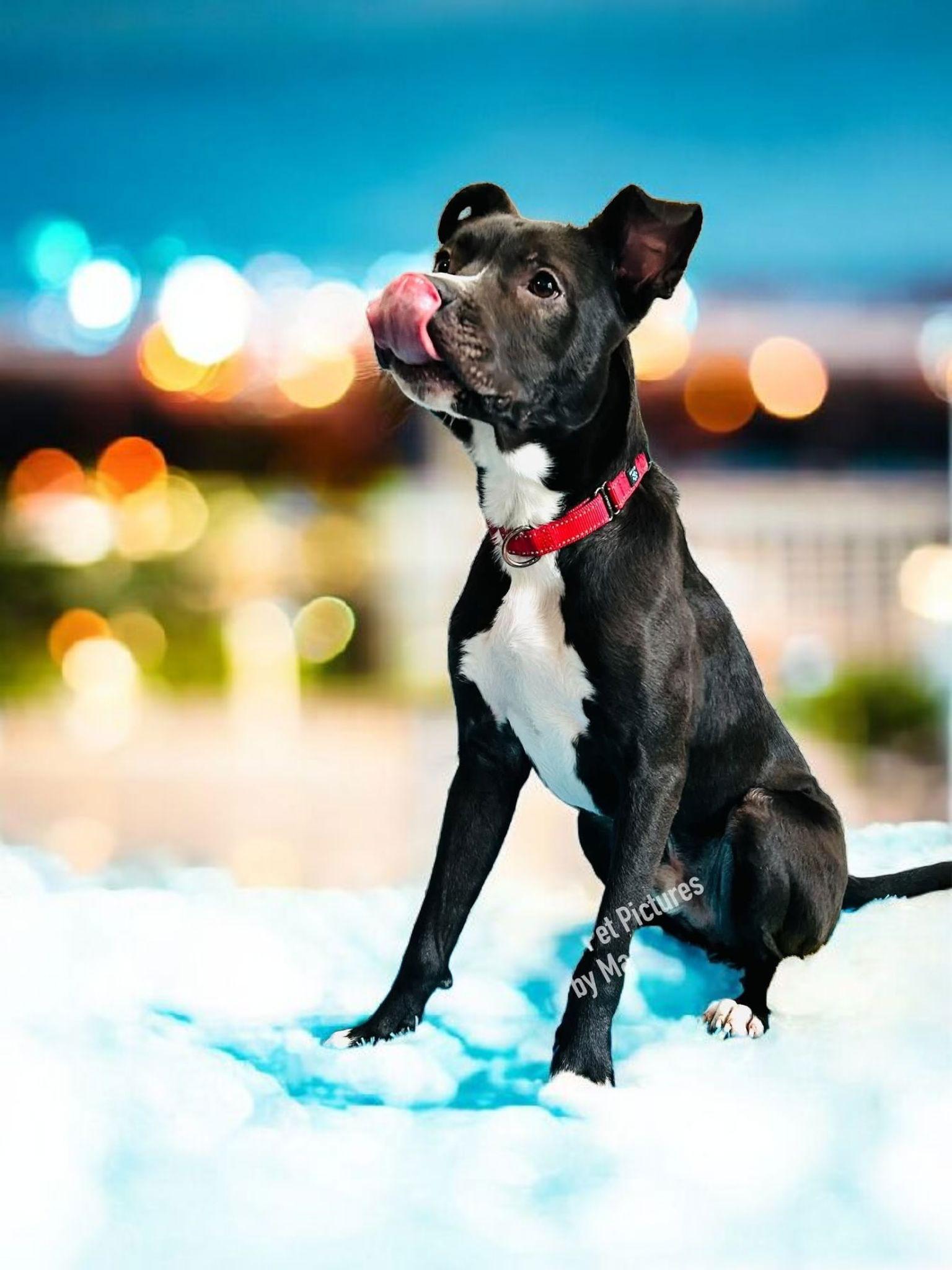 Chip, Adoptable, Adult Male Labrador Retriever.