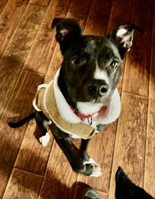 Chip, Adoptable, Adult Male Labrador Retriever.