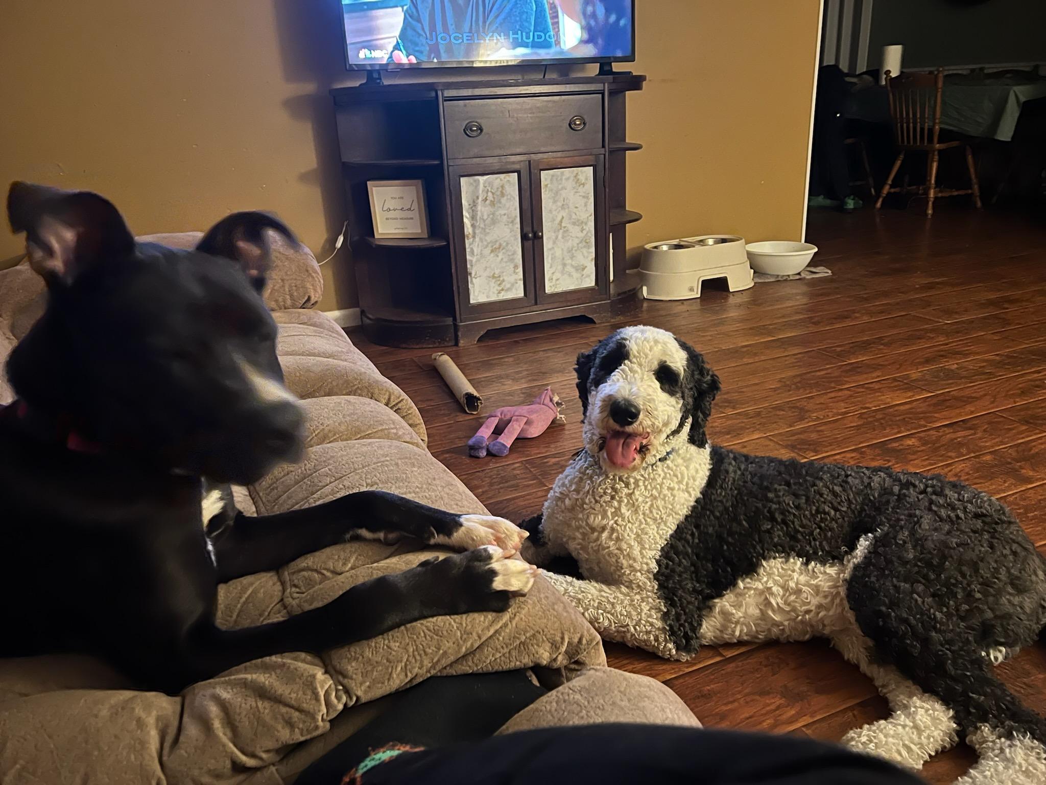 Chip photo 7