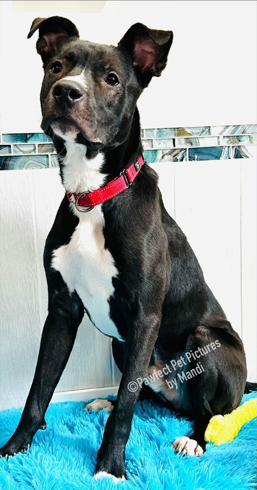 Chip, Adoptable, Adult Male Labrador Retriever.