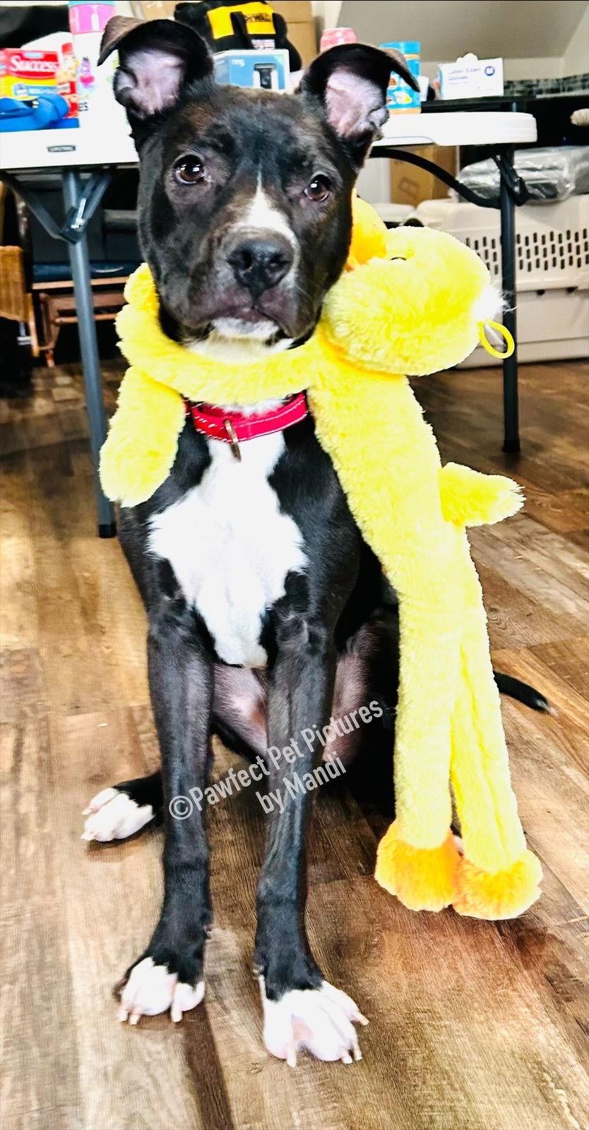 Enlarge Chip, a Adoptable Labrador Retriever in Elizabethtown, PA image 3/3