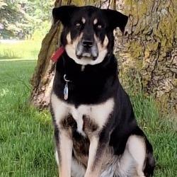 Bucky Barnes, Adoptable, Adult Male Black Labrador Retriever & Alaskan Malamute.