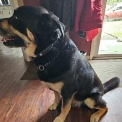 Enlarge Bucky Barnes, a Adoptable mixed breed in Richland, MI image 2/3