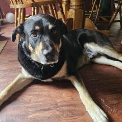 Enlarge Bucky Barnes, a Adoptable mixed breed in Richland, MI image 3/3