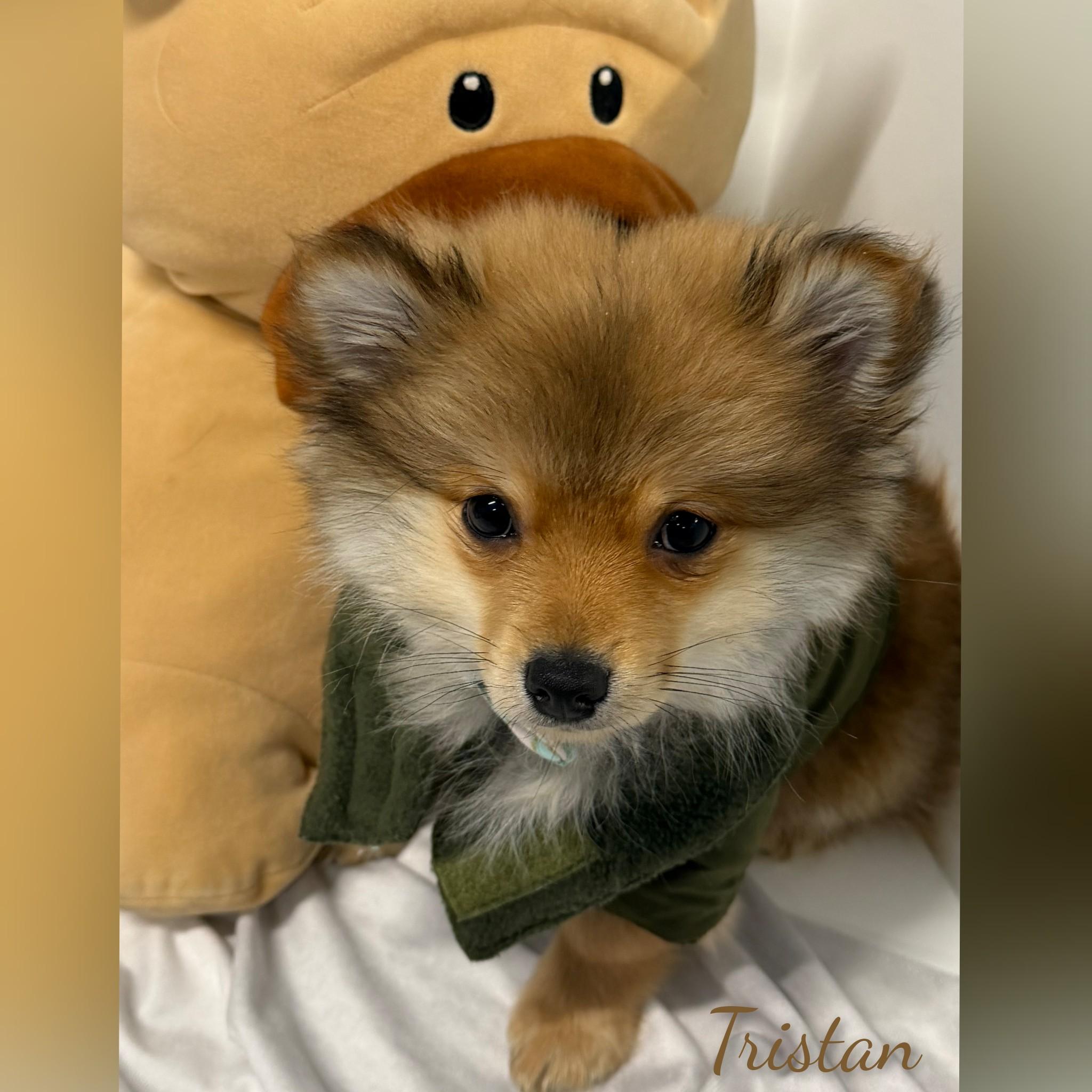 Tristan, adopted, Puppy Male Pomeranian.