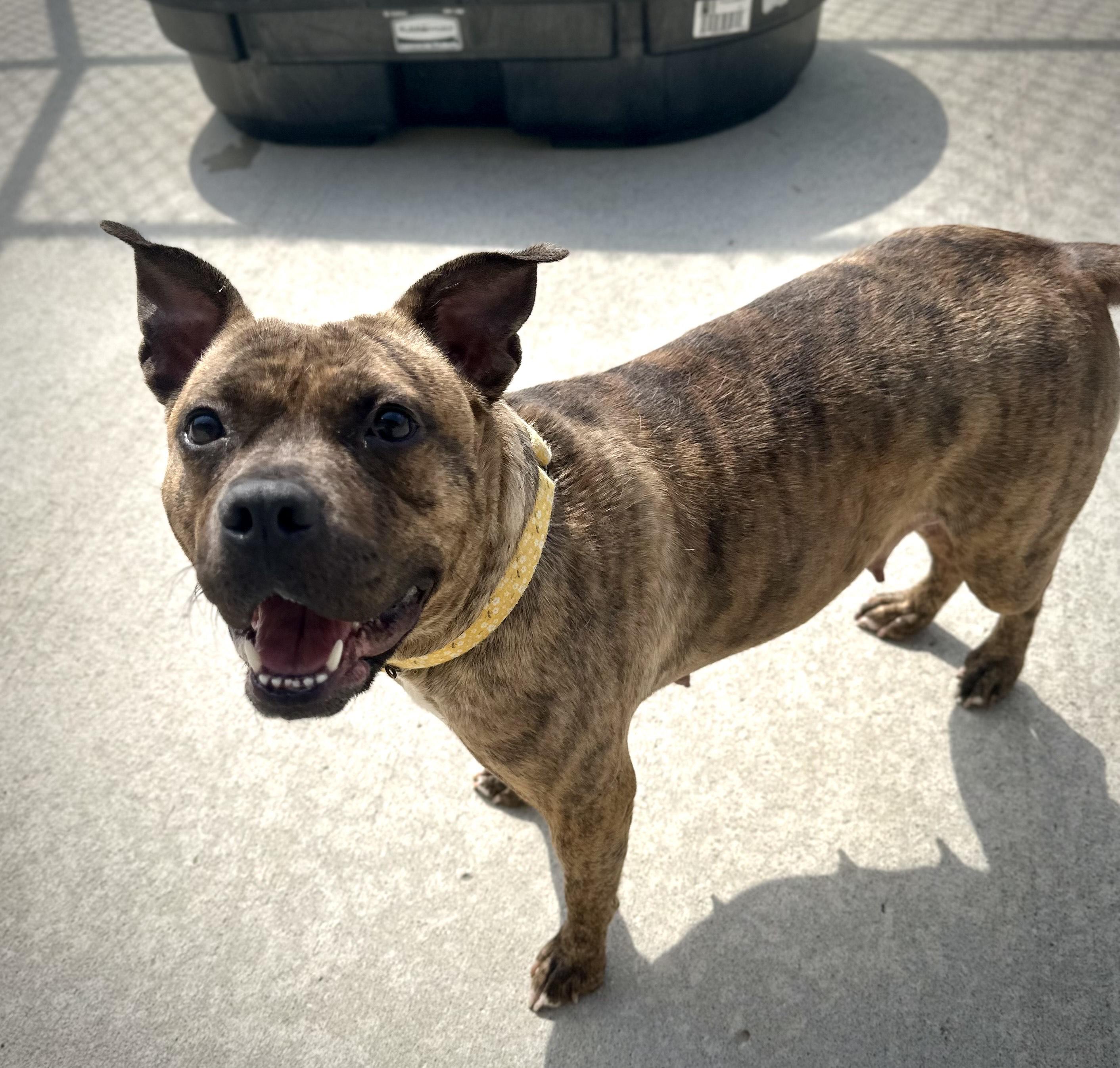 Polly Pocket, Adoptable, Adult Female Pit Bull Terrier.