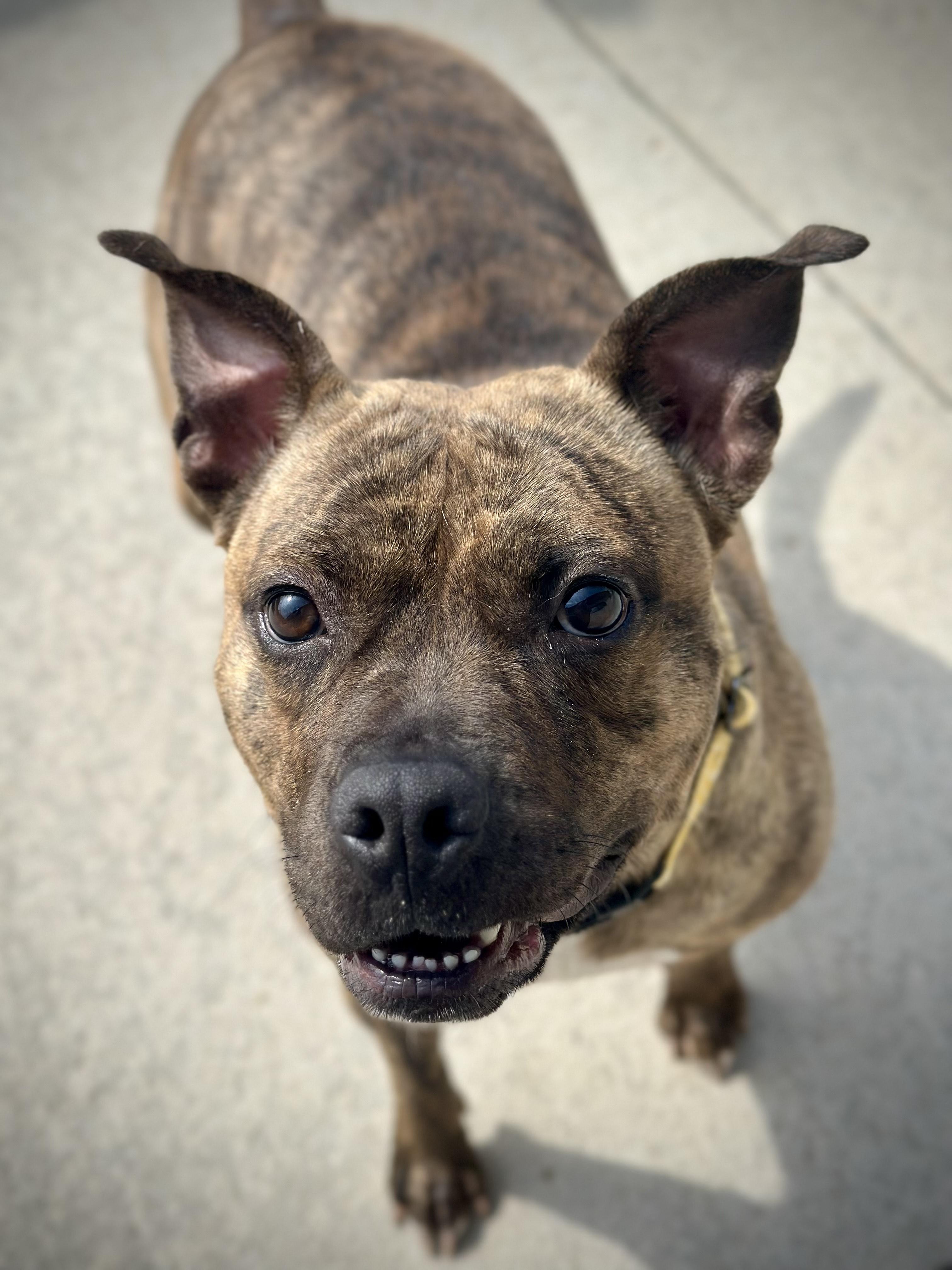 Enlarge Polly Pocket, a Adoptable Pit Bull Terrier in Mason City, IA image 2/2