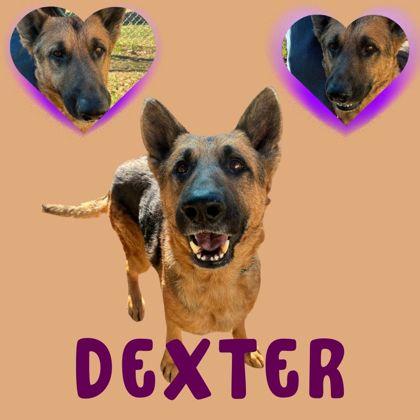 Dexter, ADOPTABLE, Adult Male German Shepherd Dog.