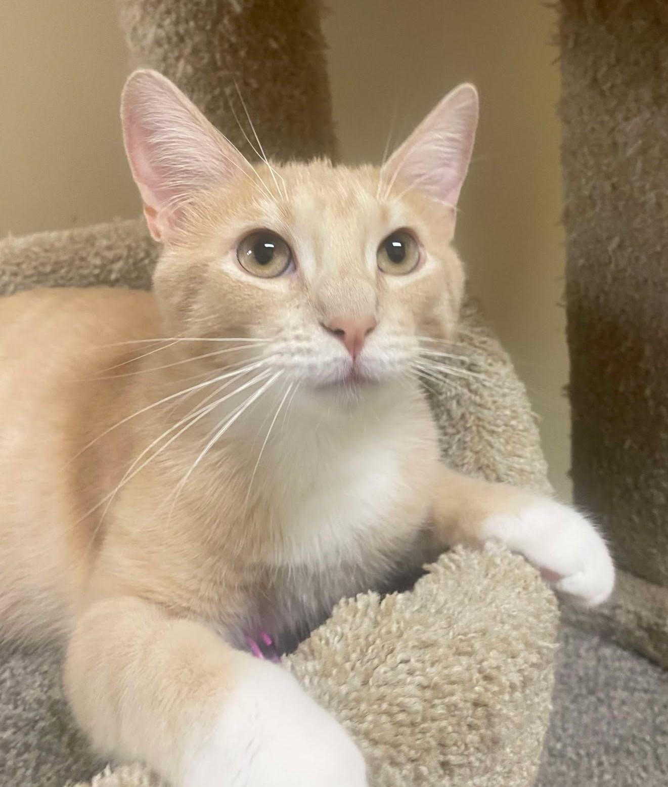 Enlarge JOSH RUSSO, a Adoptable mixed breed in HEMET, CA image 2/6