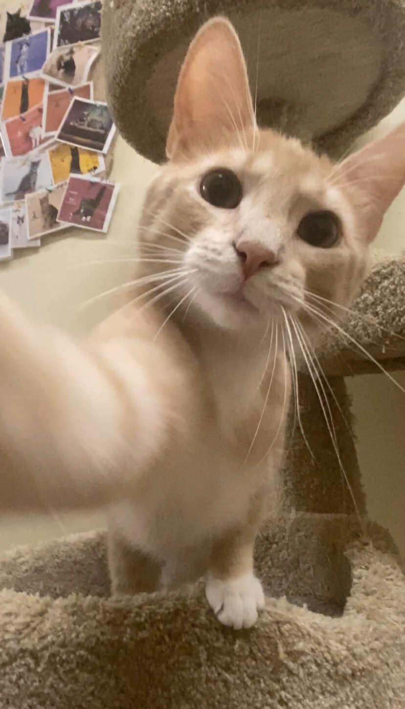 Enlarge JOSH RUSSO, a Adoptable mixed breed in HEMET, CA image 5/6