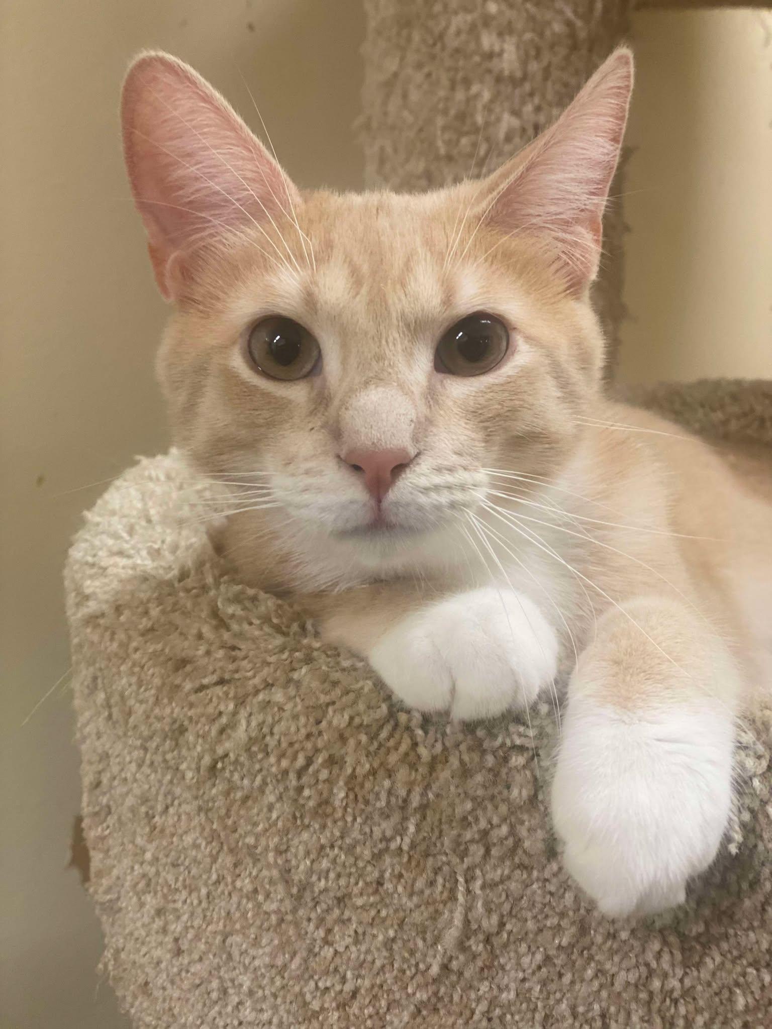 Enlarge JOSH RUSSO, a Adoptable mixed breed in HEMET, CA image 3/6