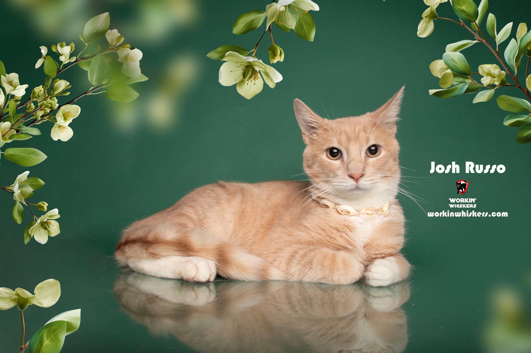 Enlarge JOSH RUSSO, a Adoptable mixed breed in HEMET, CA image 1/6