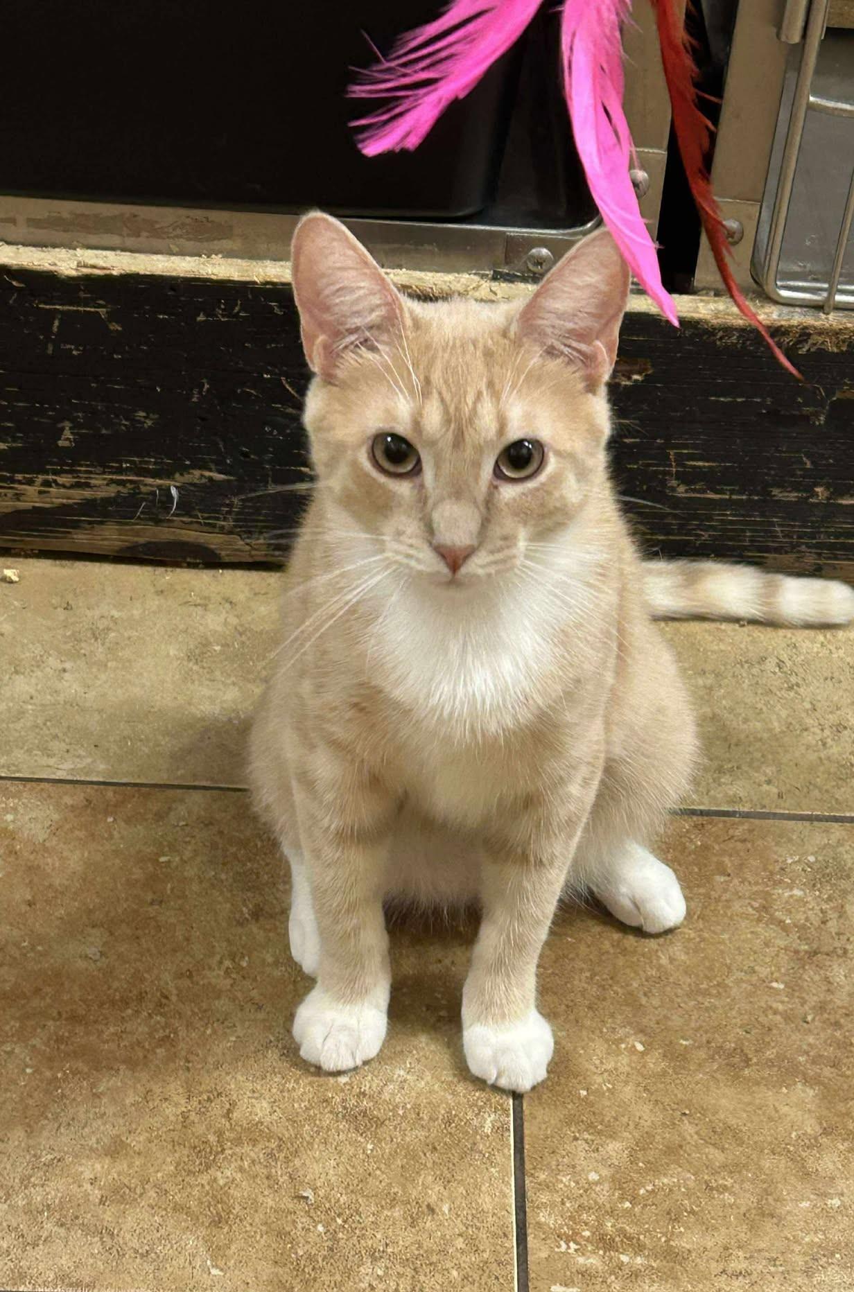 Enlarge JOSH RUSSO, a Adoptable mixed breed in HEMET, CA image 4/6