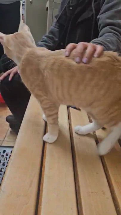 Enlarge JOSH RUSSO, a Adoptable mixed breed in HEMET, CA video 6/6