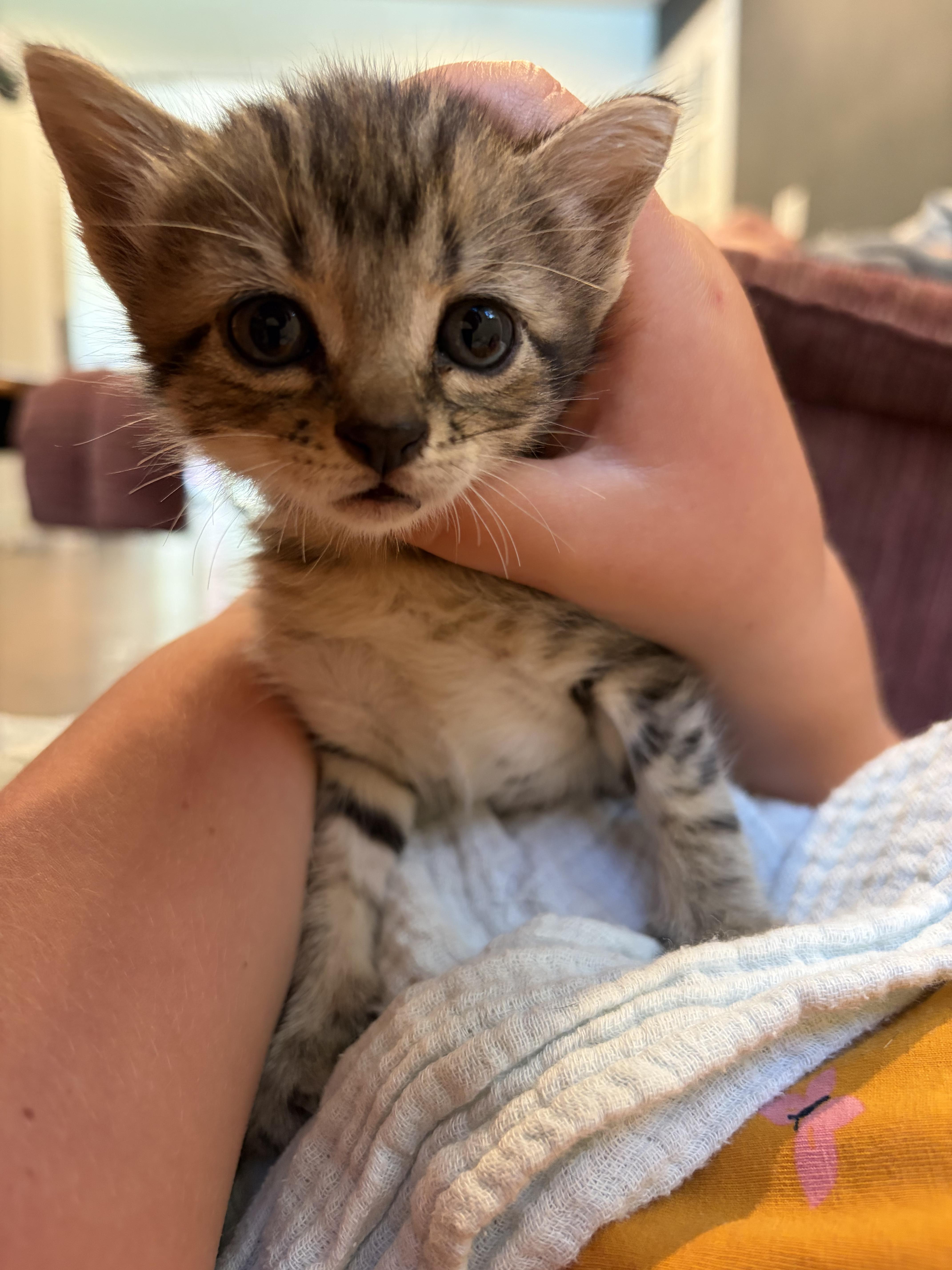 Poppy, ADOPTABLE, Kitten Female Domestic Short Hair.