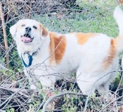 Eli, Adoptable, Adult Male Border Collie.