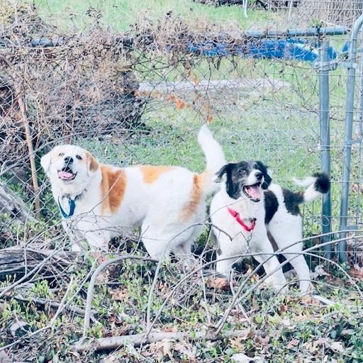 Enlarge Eli, a Adoptable Border Collie in Indianapolis, IN image 2/3