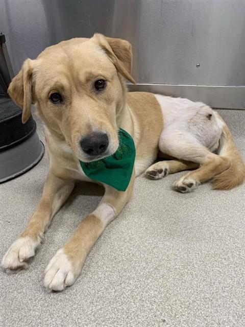 Enlarge LUCKY, a Adoptable mixed breed in Fairbanks, AK image 1/1