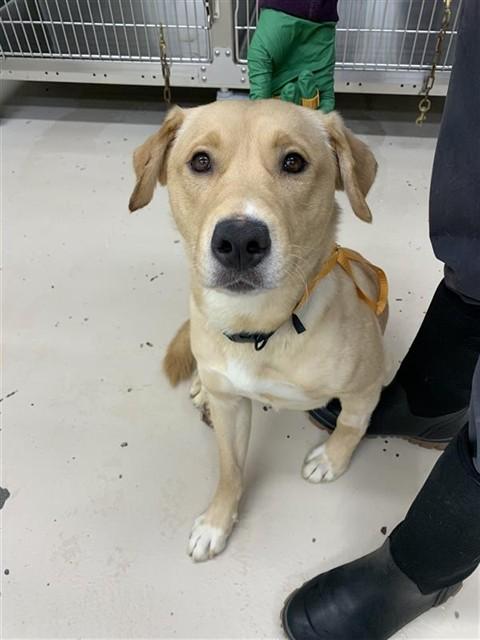 Enlarge LUCKY, a Adoptable mixed breed in Fairbanks, AK image 1/1