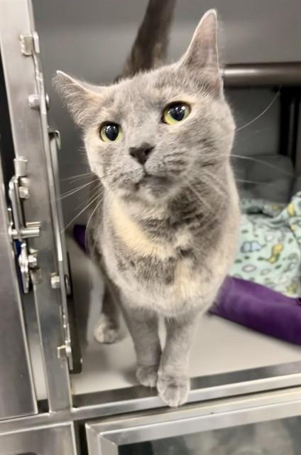 Enlarge ATHENA, a Adoptable Domestic Short Hair in Kalamazoo, MI image 1/1