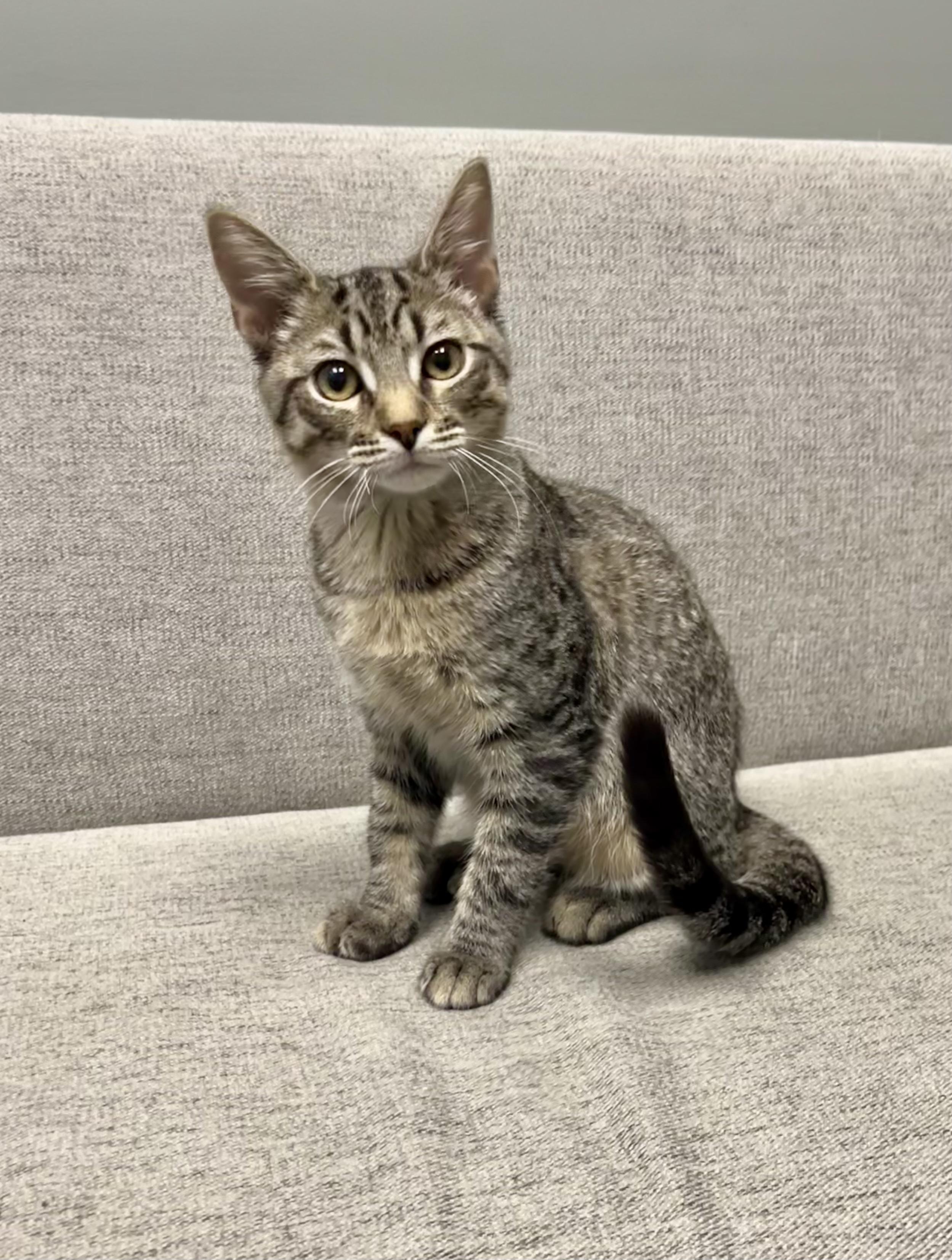 Enlarge Spencer, a Adoptable Domestic Short Hair in Mount Juliet, TN image 1/6