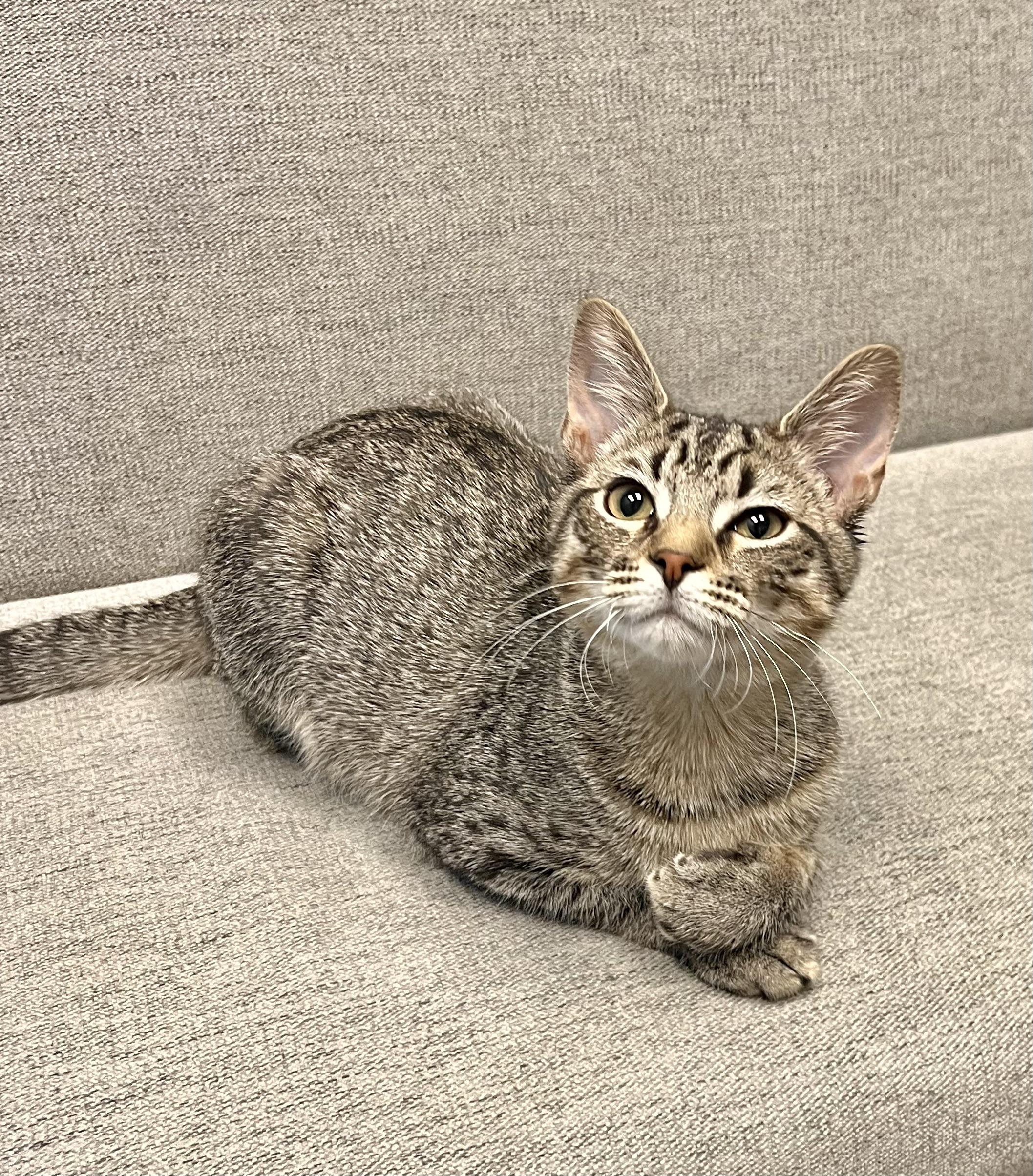 Enlarge Spencer, a Adoptable Domestic Short Hair in Mount Juliet, TN image 6/6