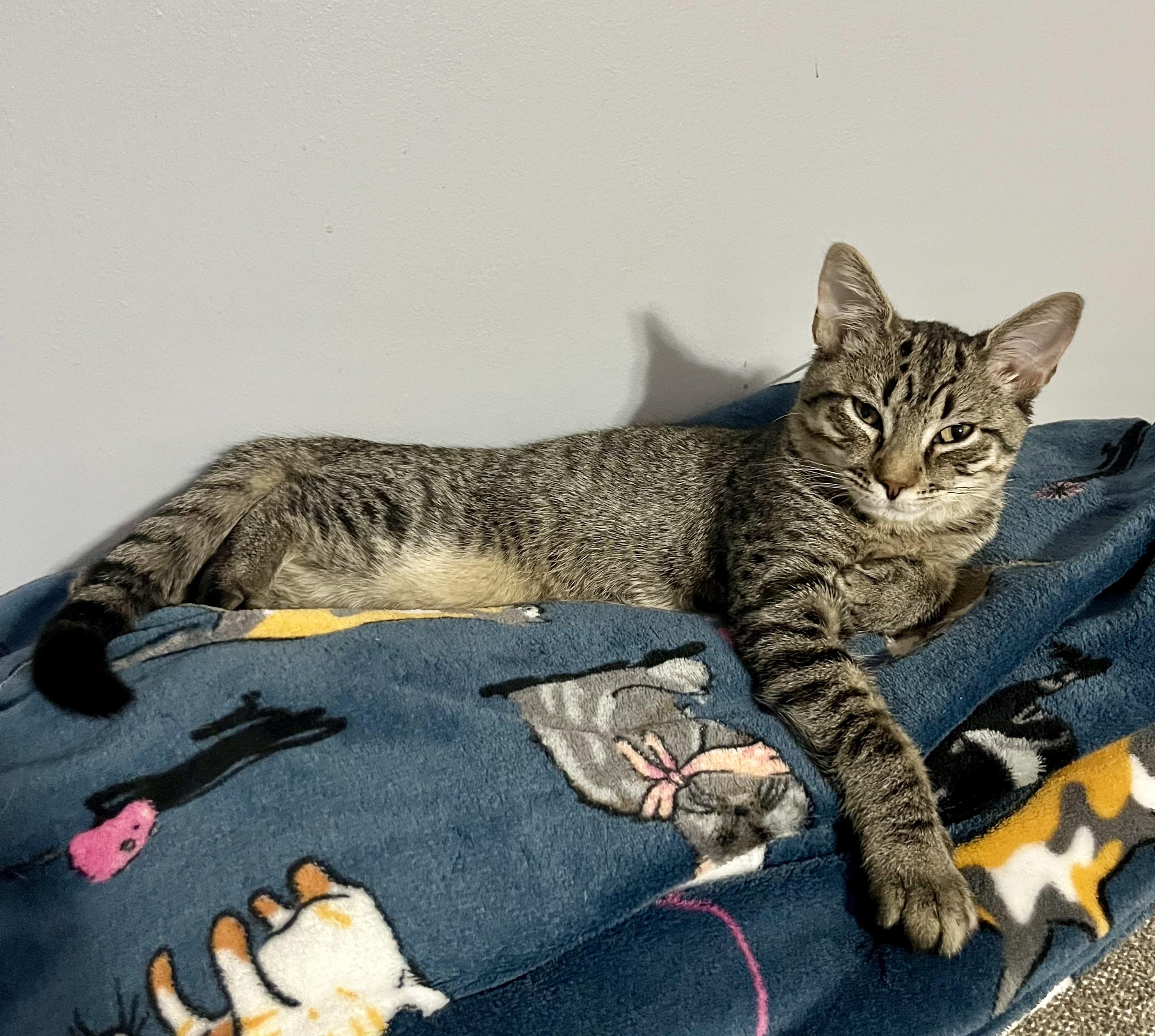 Enlarge Spencer, a Adoptable Domestic Short Hair in Mount Juliet, TN image 4/6