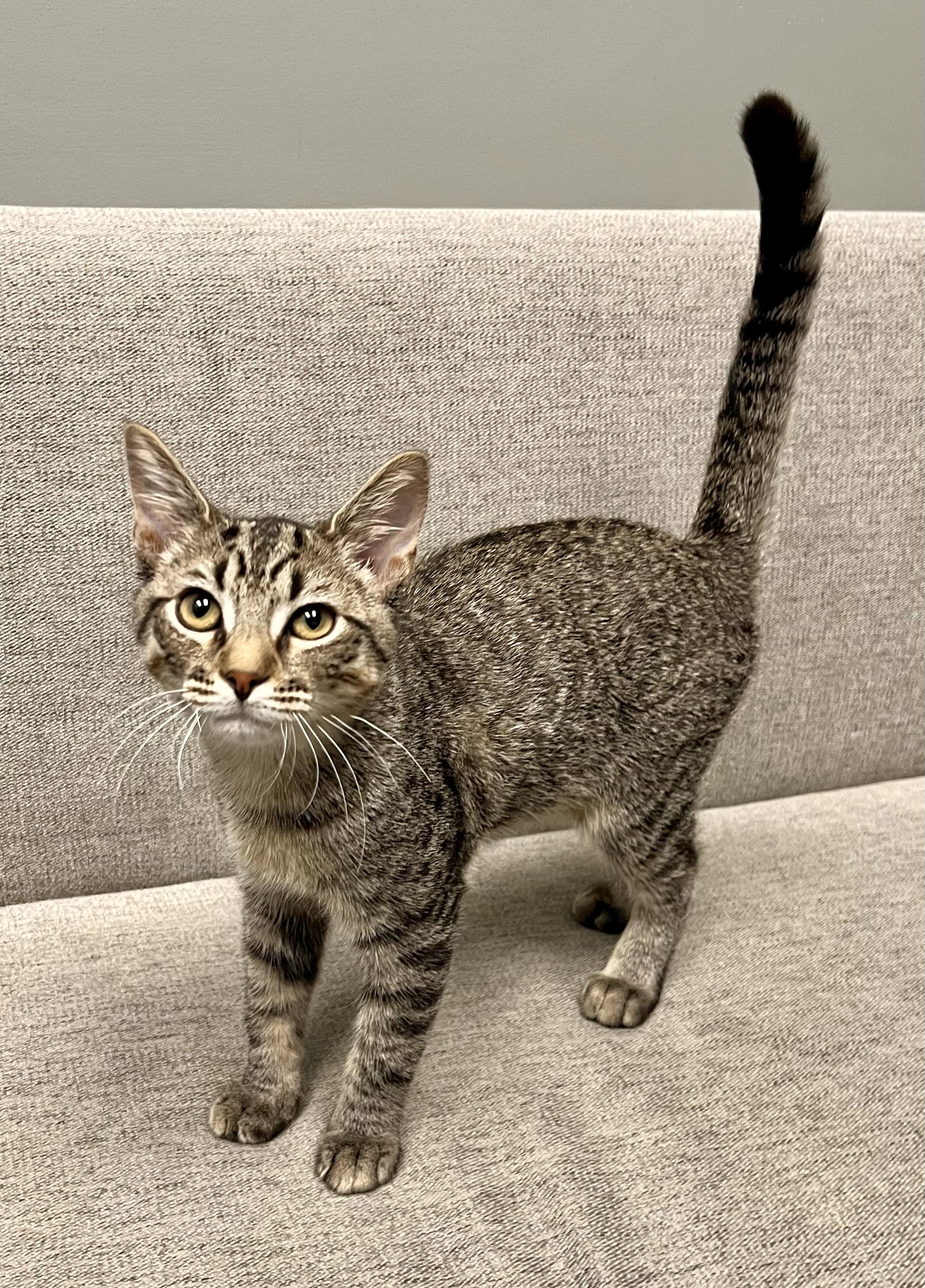 Enlarge Spencer, a Adoptable Domestic Short Hair in Mount Juliet, TN image 3/6