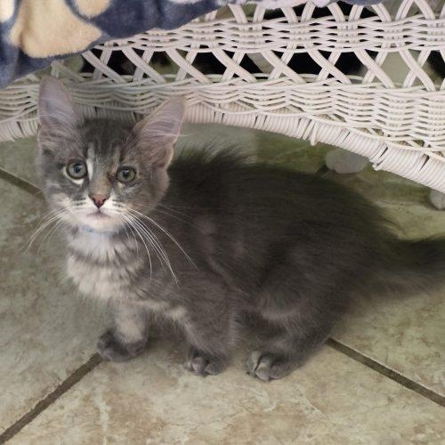 Wade, Adopted, Kitten Male Domestic Medium Hair & Tabby.