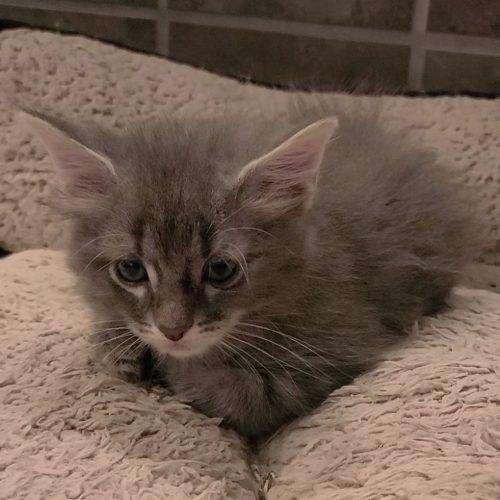 Enlarge Wade, a Adopted mixed breed in Elizabeth, IL image 2/5