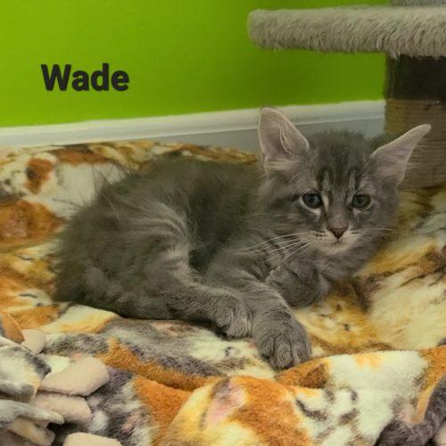 Enlarge Wade, a Adopted mixed breed in Elizabeth, IL image 3/5