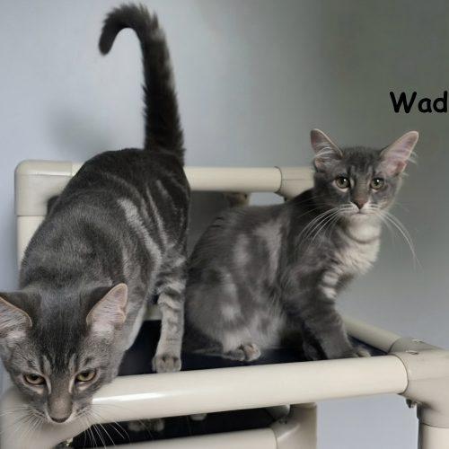 Enlarge Wade, a Adopted mixed breed in Elizabeth, IL image 4/5