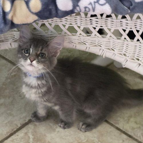 Enlarge Wade, a Adopted mixed breed in Elizabeth, IL image 5/5