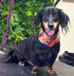 Enlarge Zeke, a ADOPTABLE Dachshund (Long Haired) in Sudbury, MA image 1/1