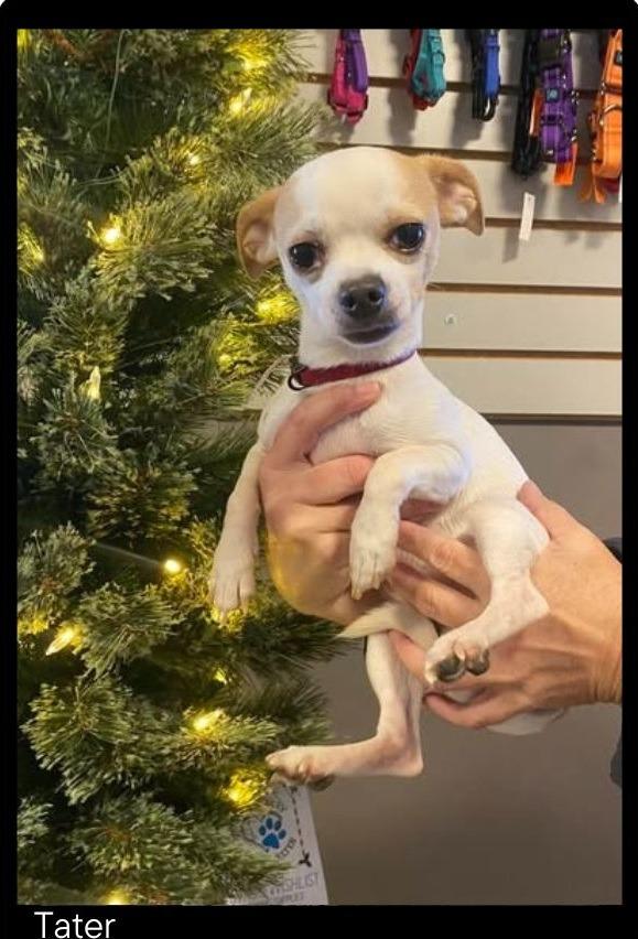 Enlarge Tater, a Adoptable Chihuahua in Chino Valley, AZ image 1/1