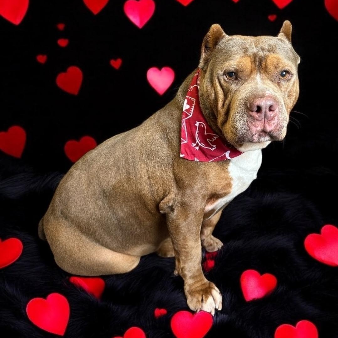 Bruce, Adoptable, Senior Male American Bulldog.