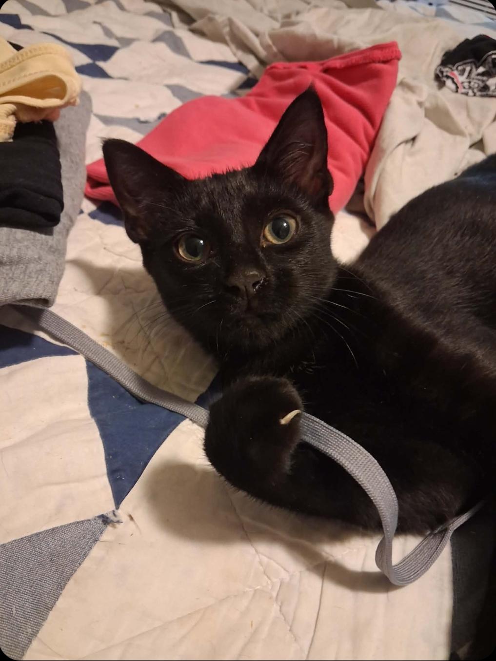 Ernest & Cecil, ADOPTABLE, Kitten Male Bombay.