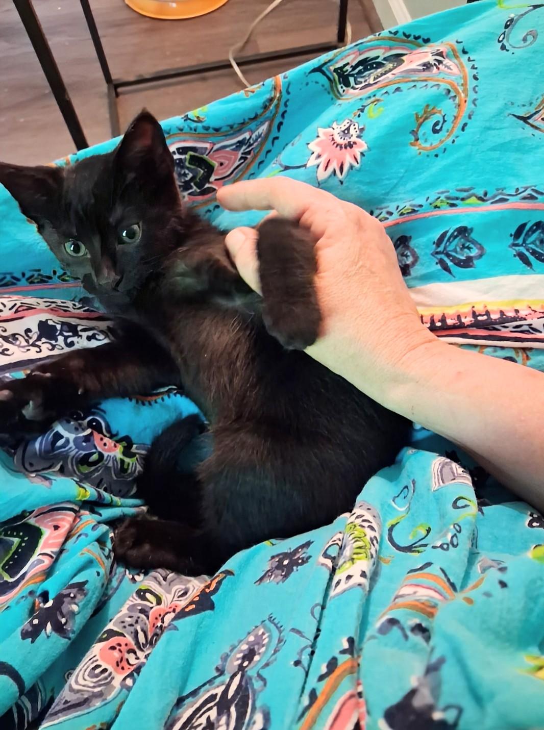 Enlarge Ernest & Cecil, a ADOPTABLE Bombay in Knoxville, TN image 2/5