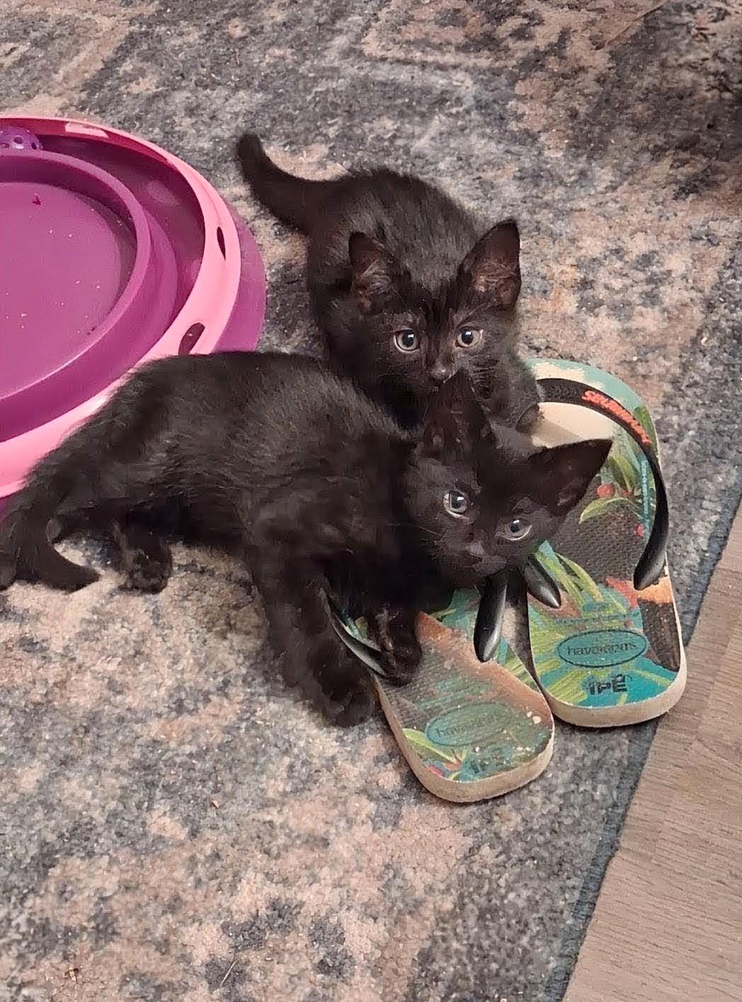 Enlarge Ernest & Cecil, a ADOPTABLE Bombay in Knoxville, TN image 3/5